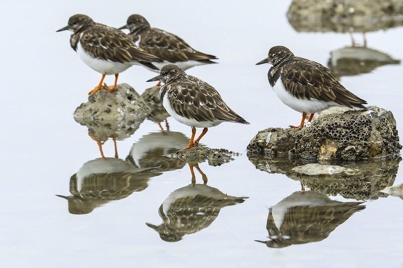 1706296402527 1706296402527