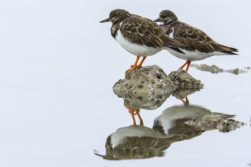 51944427384_8261976dfb_c